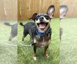 Small #5 Chihuahua Mix