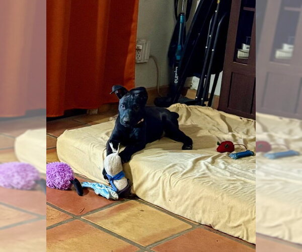 Medium Photo #3 Labrador Retriever-Unknown Mix Puppy For Sale in Mesa, AZ, USA