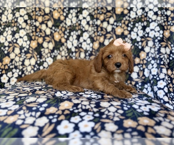 Medium Photo #2 Cavapoo (Miniature) Puppy For Sale in LAKELAND, FL, USA