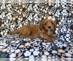 Small #1 Cavapoo (Miniature)