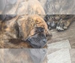 Small Photo #14 Cane Corso Puppy For Sale in PORTLAND, OR, USA
