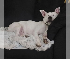 Vally - Female American Pit Bull Terrier-Unknown Mix Dog for Adoption - Photo #29