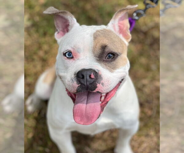 Medium Photo #2 American Bulldog Puppy For Sale in Cranford, NJ, USA