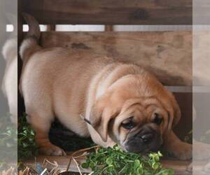 Pug-Puggle Mix Puppy for sale in BERNVILLE, PA, USA