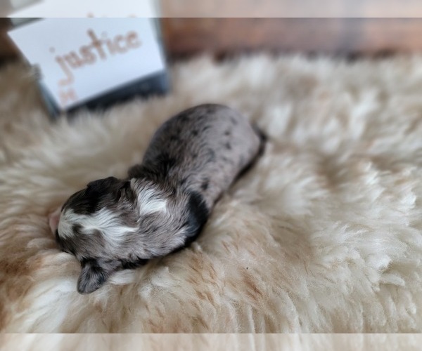 Medium Photo #5 Miniature Bernedoodle Puppy For Sale in CUBA CITY, WI, USA