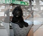 Small Photo #2 Goldendoodle Puppy For Sale in GREENEVILLE, TN, USA