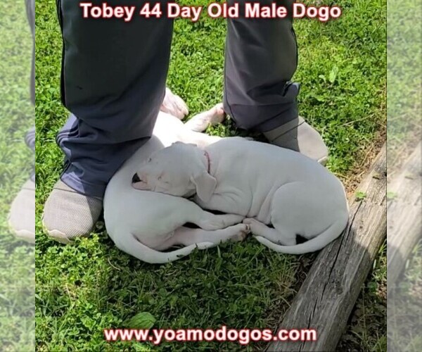Medium Photo #19 Dogo Argentino Puppy For Sale in JANE, MO, USA