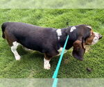 Small #2 Basset Hound