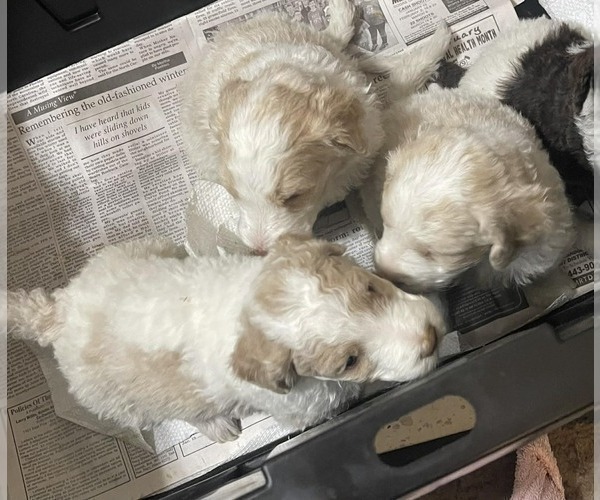 Medium Photo #4 Goldendoodle Puppy For Sale in ELLISGROVE, IL, USA