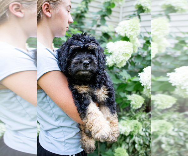 Medium Photo #2 Bernedoodle (Miniature) Puppy For Sale in NARVON, PA, USA