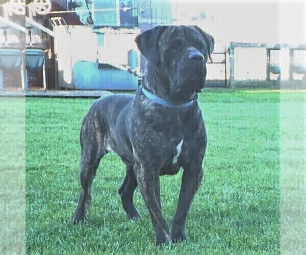 Medium Photo #1 Cane Corso Puppy For Sale in FORKSVILLE, PA, USA