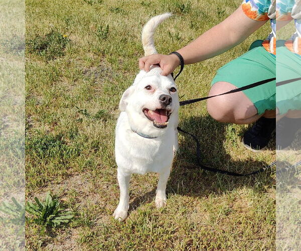 Medium Photo #4 Chihuahua-Unknown Mix Puppy For Sale in St. Louis Park, MN, USA