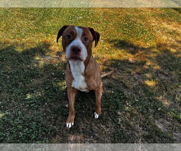 Medium Photo #1 Staffordshire Bull Terrier-Unknown Mix Puppy For Sale in Grovetown, GA, USA