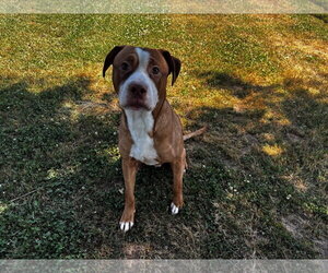 Staffordshire Bull Terrier-Unknown Mix Dogs for adoption in Grovetown, GA, USA