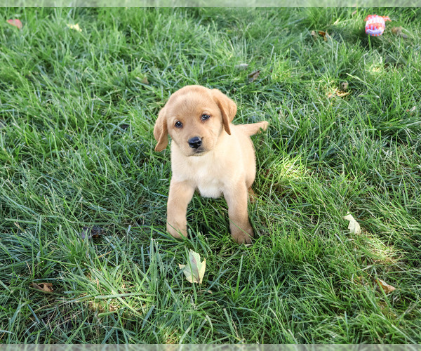 Medium Photo #2 Labrador Retriever Puppy For Sale in SYRACUSE, IN, USA