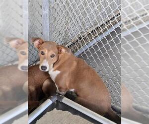 Labrador Retriever-Unknown Mix Dogs for adoption in Conroe, TX, USA