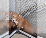 A432663 - Female Labrador Retriever-Unknown Mix Dog for Adoption - Small photo
