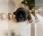 Small Photo #1 Shih Tzu Puppy For Sale in CADILLAC, MI, USA