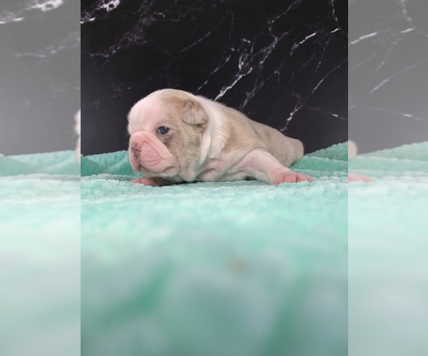 Medium Photo #15 Boston Terrier Puppy For Sale in TULARE, CA, USA
