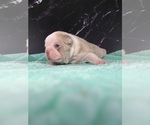 Small #13 Boston Terrier