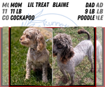 Small Photo #22 Cockapoo (Miniature) Puppy For Sale in GOSHEN, IN, USA