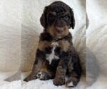 Small #4 Poodle (Standard)