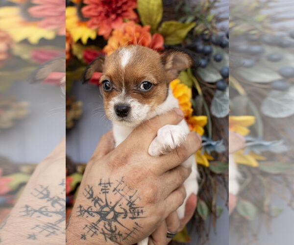Medium Photo #2 Chihuahua-Unknown Mix Puppy For Sale in MIDWAY, UT, USA