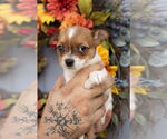 Small #1 Chihuahua Mix
