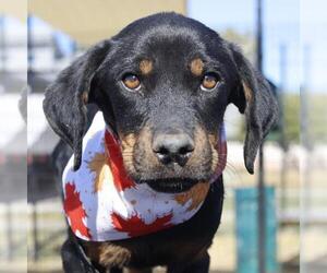 Rottweiler-Unknown Mix Dogs for adoption in San Antonio, TX, USA