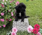 Small #2 Bernese Mountain Dog