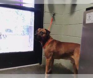 Mutt Dogs for adoption in Tulsa, OK, USA