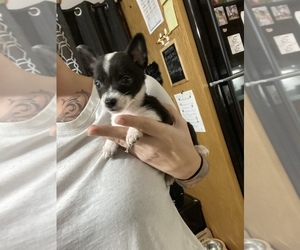 Chihuahua Puppy for sale in CULLOM, IL, USA