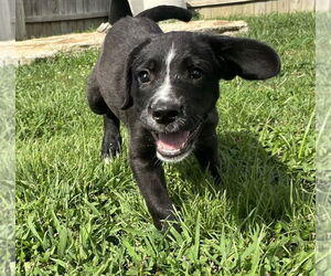 Medium Labrador Retriever Mix