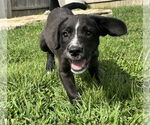 Small Labrador Retriever Mix