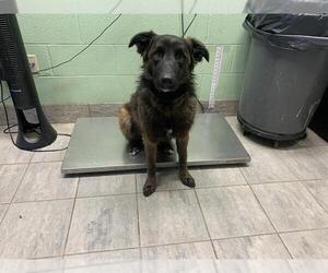 German Shepherd Dog-Unknown Mix Dogs for adoption in Grand Prairie, TX, USA