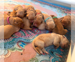 Small #1 Golden Retriever