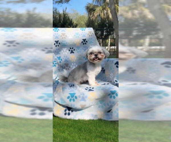 Medium Photo #6 Shih Tzu Puppy For Sale in Weston, FL, USA