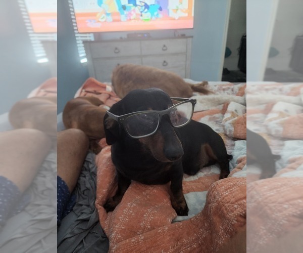 Medium Photo #1 Dachshund Puppy For Sale in SPARKS, NV, USA