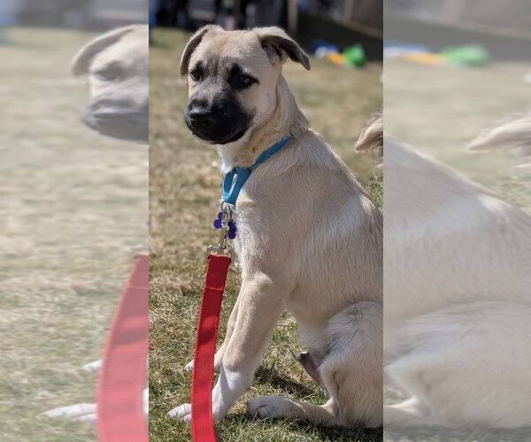 Medium Photo #5 Great Pyrenees-Unknown Mix Puppy For Sale in Oak Bluffs, MA, USA