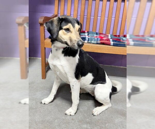 Medium Photo #3 Treeing Walker Coonhound-Unknown Mix Puppy For Sale in Genesee, WI, USA