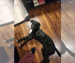 Small #3 Labrador Retriever Mix