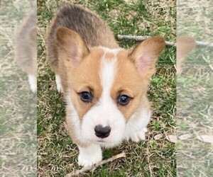 Pembroke Welsh Corgi Puppy for sale in NORWOOD, MO, USA