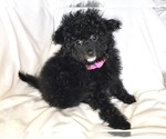 Small Photo #10 Pom-A-Poo Puppy For Sale in HENDERSON, NV, USA