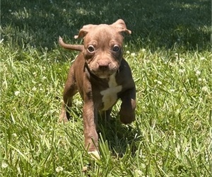 American Pit Bull Terrier Puppy for sale in LEES SUMMIT, MO, USA