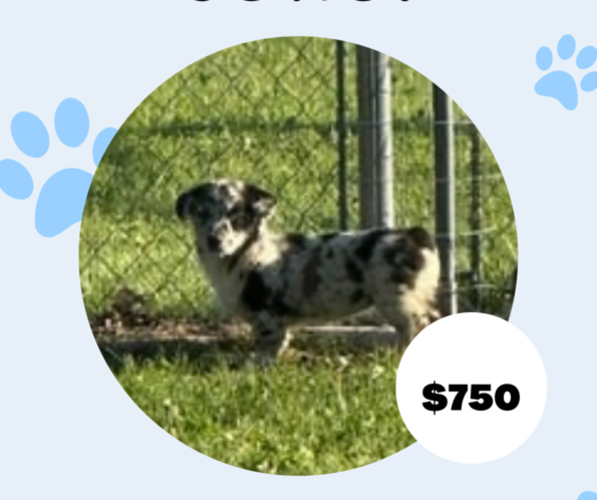 Medium Photo #7 Cowboy Corgi Puppy For Sale in ARDMORE, OK, USA