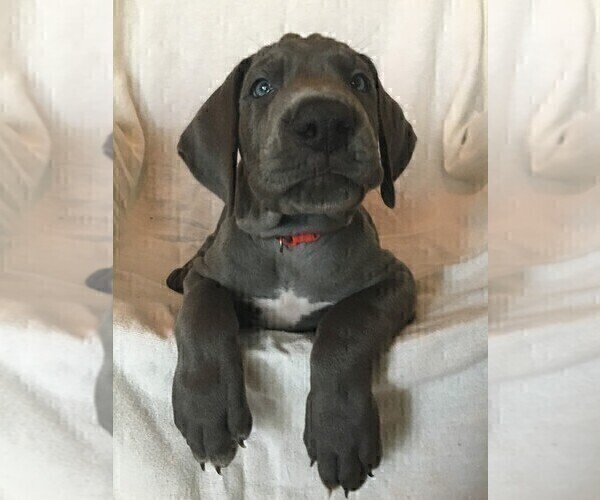 Medium Photo #4 Great Dane Puppy For Sale in LAKE WALES, FL, USA