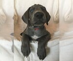 Small Photo #4 Great Dane Puppy For Sale in LAKE WALES, FL, USA