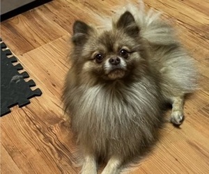 Father of the Shiranian puppies born on 06/17/2026