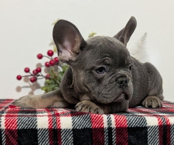 Medium Photo #11 French Bulldog Puppy For Sale in GOSHEN, IN, USA