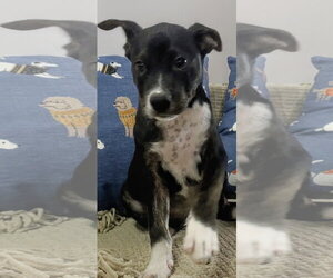 Frisbee ~ meet me! - Male Border Collie Dog for Adoption - Photo #4